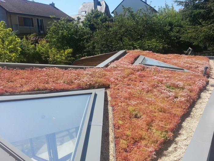 Maison dans le jardin : Toiture vegetalise